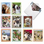 The Best Card Company - 20 Blank Note Cards with Envelopes (4 x 5.12 Inch) - All Occasion Animal Card Assortment (10 Designs, 2 Each) - Animal Selfies AM2373OCB-B2x10