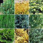 GardenersDream 12 x Mixed Conifer Plants in Pots - Outdoor Garden Ready Hardy Shrubs - Low Maintenance Evergreen Outdoor Plants for Rockeries, Patios, and Borders (20-40cm, incl. 9cm Pot)