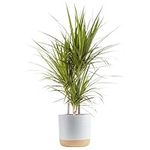 Costa Farms Dracaena Marginata Mage