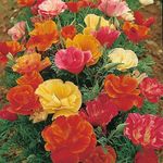 SHOP 360 GARDEN California Poppy Eschelozia Mixed Flower Seeds - Pack of 100 Seeds