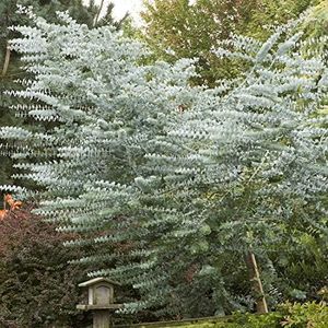 Outsidepride 25 Seeds Perennial Eucalyptus Silver Dollar Tree Seeds for Planting