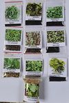 Lingam Spinach Green (Keerai) seeds 10 Types in 1 combo pack