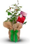 King Charles III Rose Bush - King Charles Third Rose Plant - Gift Wrapped Rose Bush in a 3 Litre Pot (1 Plant)