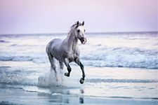 Wild White Horse Running Free on Ocean Beach Cute Animal Western Country Animal Photo Girls Bedroom Pink Blue Cool Wall Decor Art Print Poster 36x24