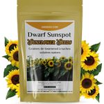 Sunspot Dwarf Sunflower Seeds for Planting (Approx. 560 Seed- 28 Grams) Grow Stunning Sunflowers in Small Spaces