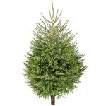 Norway Spruce Fresh Cut Christmas Tree - Real Live Fresh Seasonal Xmas Tree (6ft, 180cm) (Delivery Week 3: 9th - 13th DEC)