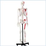 Wellden Product Life-size Medical Anatomical Human Skeleton Model, Muscular Painted, Numbered, 170cm, Stand Included