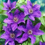 Clematis 'The President' Hardy Garden Climber Plant Flowering Shrub | 9cm Pot