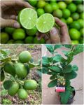 Thai Seedless Lemon Plant All Season Hybrid Air Layering Live Tree, Pack of 1 Healthy Lemon/Nimbu Plant Height 2 Feet