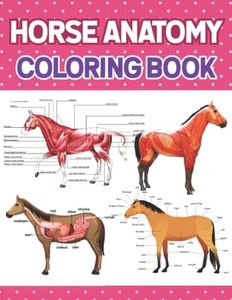 Horse Anat