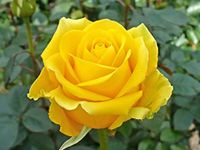 YELLOW ROSE PLANT