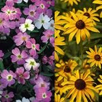 National Gardens Virginia Stock Flower & Black Eyed Susan Flower Seeds (Multicolor, Pack of 140 Seeds)