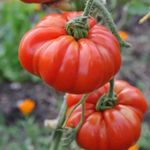 Montserrat Tomato Seeds - Heirloom Beefsteak Tomato Plant Seed