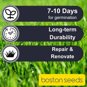 Boston Seeds Renovator Grass Seed – Rapid Germination, 20kg Lawn Repair