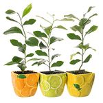 Potted Citrus Houseplant Trio - Lemon, Lime & Orange Tree | Evergreen Indoor Live Potted Plant | Fruit Plant for Conservatory, Living Room, Patio, Home, Office | 3 x 9cm Pot, 20-30cm Incl. Pot