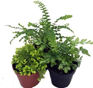 Mini Ferns