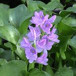 Floating Pond Plants