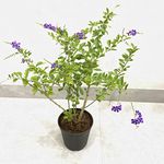Garden Art Duranta Repense Real Live Plant | Green Natural Beautiful Outdoor Air Purifying Plants In Grower Pots (Pack of 1)