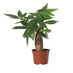 Bonsai Live Plants Good Luck Pachira Aquatica Bonsai Live Plants - Money Tree