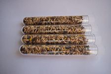 AntsRus Organic Seed Mix for Harvester Ants (Various Tube Sizes) (4X (100x16mm) Tube of Seeds)