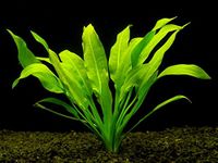 Biotope Aquatics Ltd - 5 x Live Aquarium Plants Amazon Sword - ECHINODORUS BLEHERI - Fish Tank Swords Plants