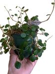 Peperomia Pepperspot, String of Coin Plants, Indoor Plants, Plant for Office, Live Real Plants, Ideal Gifts for All Occasions, Home Decor, House Plant (4in)