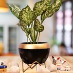 The Subtle Art® Midnight Black Metal Planter Pot with Gold Finish Stand (Pot Size: 10 * 15 cm, Stand Height: 5.5 cm), for Indoor & Outdoor Plants, Living Room, Bedroom, Home & Office Decor, Table Top