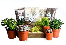 Large Plant Terrarium Kit with 6 Succulent Plants. Includes plants,soil, gravel, moss, activated charcoal, decorative stones, step by step guide. Great Gift idea for Men and Women