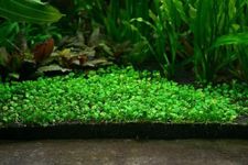 Aquarium Plants