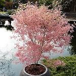 You Garden - Acer Palmatum Tree 'Taylor' in a 3L Pot - Established Young Tree Potted for Gardens and Patios - Pink Japanese Maple Tree in 3L Pot