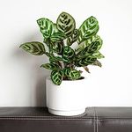 All Occasions, Calathea 45cm Indoor House, Bedroom, Kitchen and Living Room Plant Perfect for Clean Air, Delivered Next Day Prime