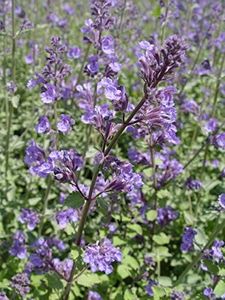 Nepeta mus