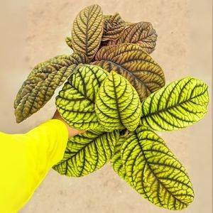 Live Ardisia Cool Fire Plant – 4” Ardisia crenata Indoor Tropical Shrub with Glossy Green Leaves | Plant for Home Decor, Office Spaces | Low Maintenance