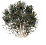 CRAFTWAFT Decorative Peacock Feather (20, Small (10-12 INCH))