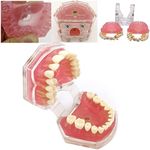 All Removable Teeth Model Dental Demonstration Teeth Model Silica Gel Material Soft and Bendable Tooth Model