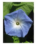 PREMIER SEEDS DIRECT - Morning Glory - Ipomoea - Heavenly Blue - 300 Seeds