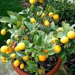 Lemon Trees