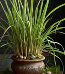 Gebdinsh Garden® Imported Lemongrass/Lemon Grass Herbs Seeds For Your Kitchen Garden (Pack Of 100 seeds)