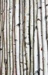 Wilson Enterprises White Birch Poles, Natural, Kiln Dried, Home Decor Birch (4 Poles, 4 ft Long x 1.5-2.5 inch Diameter)