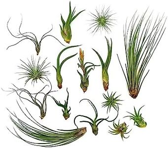 ragnaroc Live Air Plants - Tillandsia Variety, Regular 1-3" - 15ct - Live Arrival Guaranteed, House Plants for Home Decor & Gift