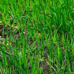 10LBS Winter Rye Seed Cover Crop,Food Plot Deer,Wildlife by Discount Lawn Care