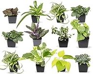 Easy to Grow Houseplants (12 Pack) 