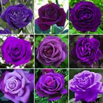 GardenersDream Purple Rose Bush Potted - Outdoor Plants Ready to Plant - Climbing Roses for Garden with Fragrant Flower Rose Trees - Colourful Roses for Outdoor Garden - (20-50cm Incl. Pot)