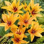 10 x Tulipa Multi-Flowered Shortstemmed praestans Shogun – Spring Flowering Tulip Bulbs - Perennial – for Your Beautiful Garden