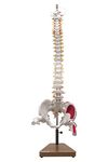 Labzio Premium Life size Flexible Spinal Column with Femur Heads, Spinal Nerves, Painted Muscles, Occipital Plate, with a solid wooden base for better stability, 85 cm (34 inches).