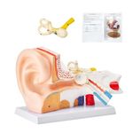 VEVOR Human Ear Anatomy Model, 3 Parts 5 Times Enlarged Human Ear Model Displaying Outer, Middle, Inner Ear with Base, Professional PVC Anatomical Ear Model for Education Physiology Study Teaching