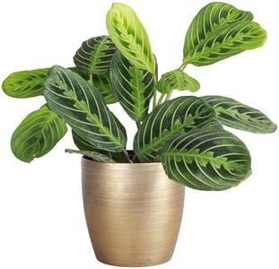 Thorsen's Greenhouse Lemon Lime Prayer Plant, Live Indoor Plant, Lemon Maranta, 4" Diameter Decorative Pot Cover (Gold)