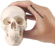 Mini Skull Model Small Size Human Anatomy Skull Model with Moving Jaw and Articulated Mandible for Drawing Cranium Medical Education, Decoration, Art Student Sketching