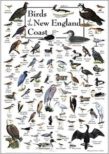Earth Sky + Water Poster - Birds of New England Coast