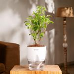 KYARI Radha Tulsi Indoor Plants for Living Room | Live Plants | Plants with White Self Watering Pot for Home | Air purifier plants | Plants for Home& office Decor | Plants for Garden & bedroom